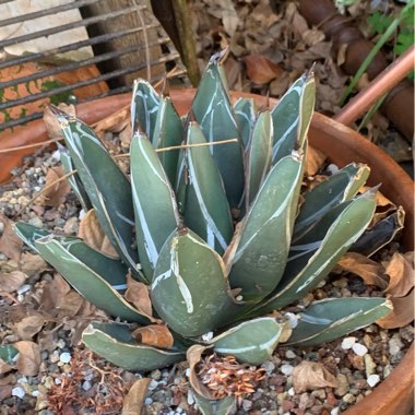 Agave 'victoriae-reginae'