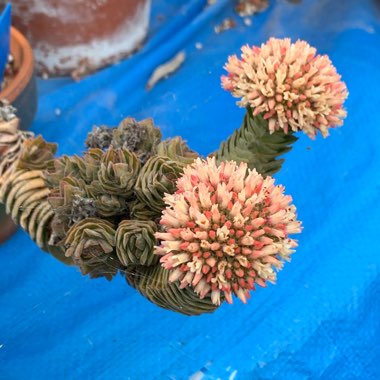 Crassula Kimnachi