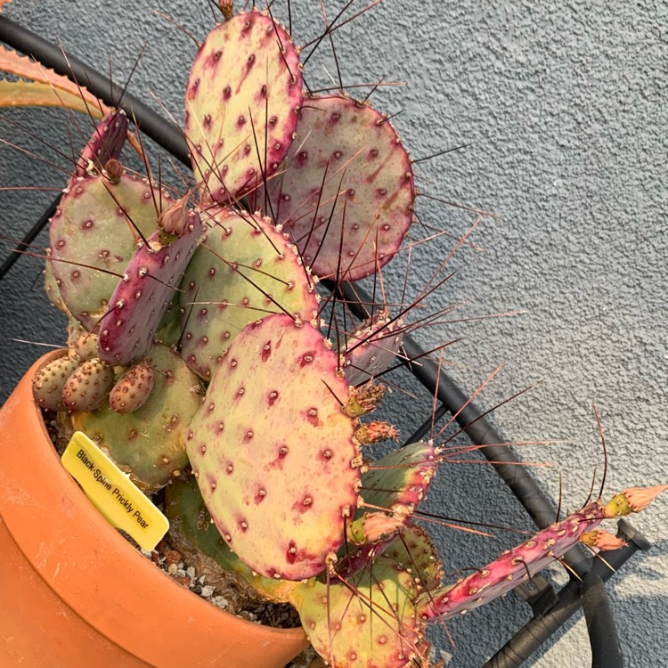 plant image 1572139