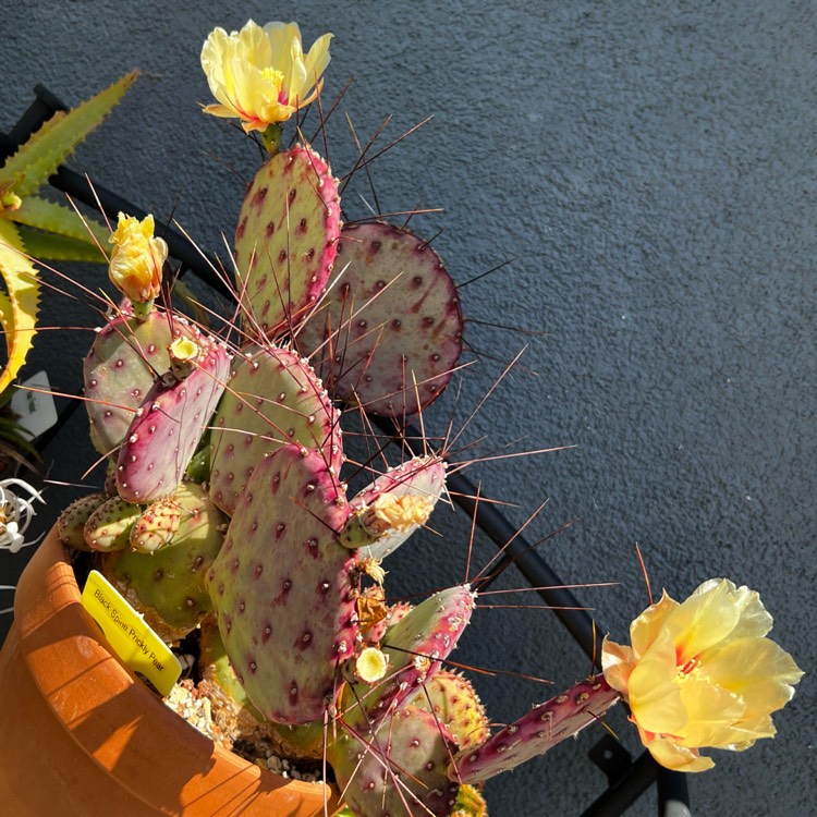 plant image 1590116