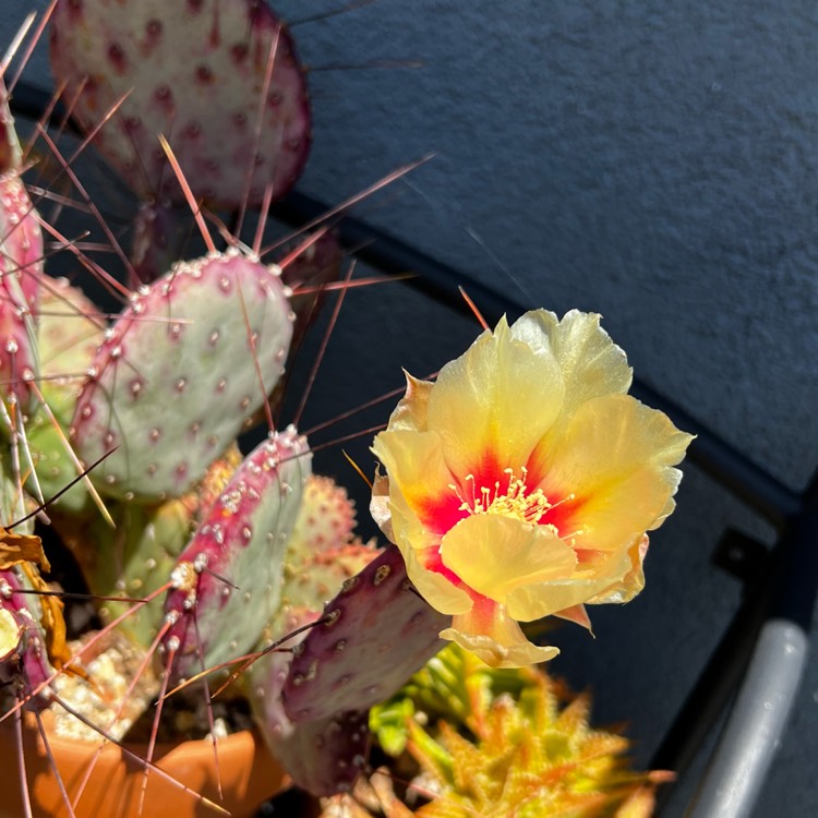 plant image 1590119