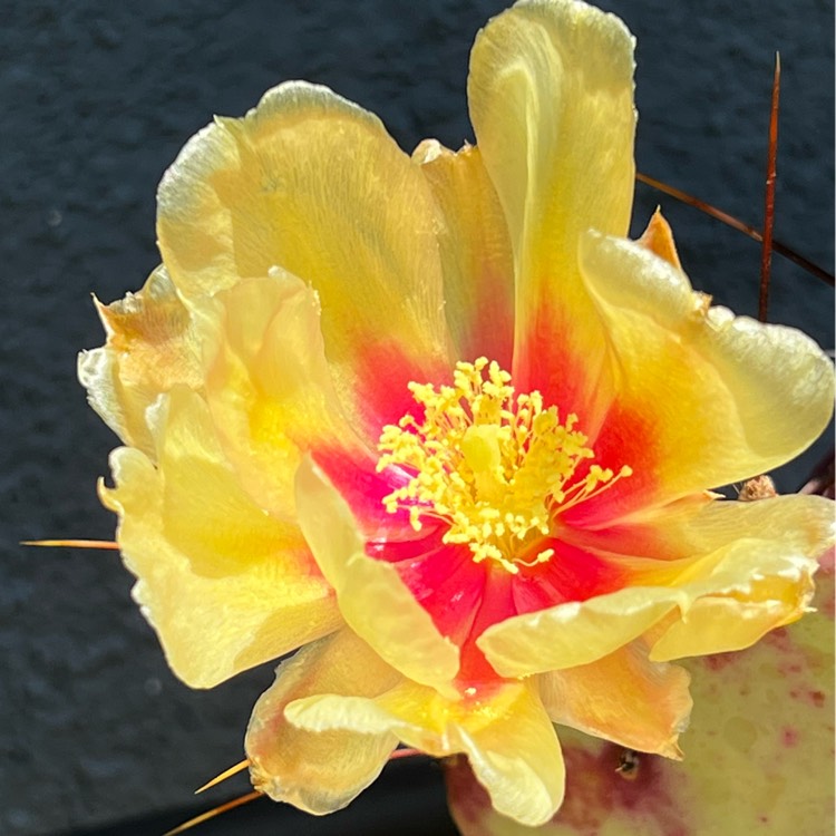 plant image 1590125