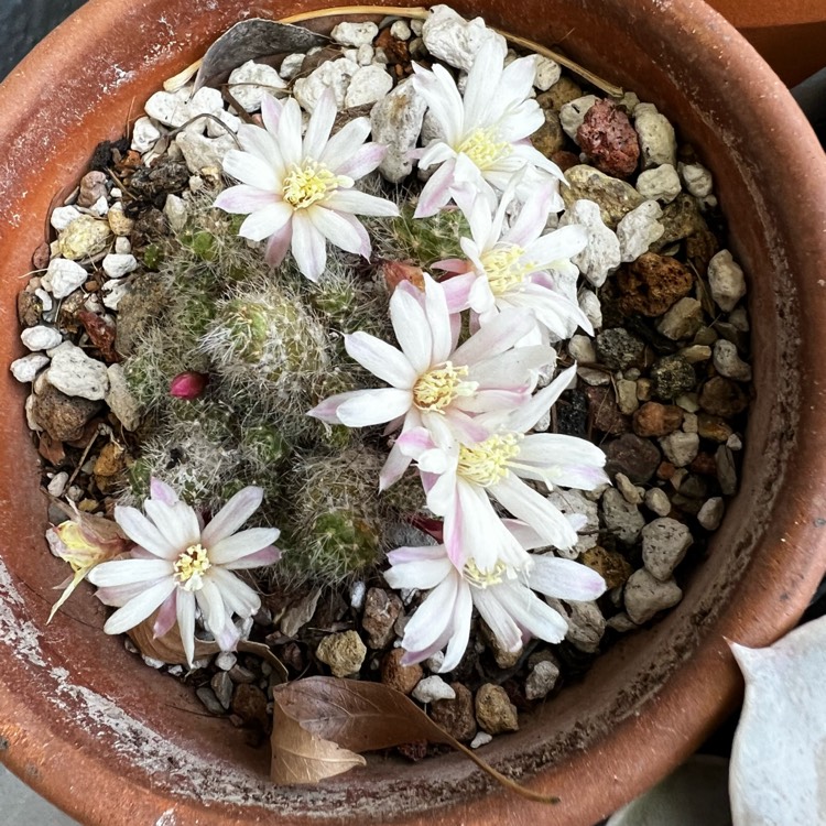 Plant image Rebutia pulvinosa subsp. albiflora syn. Rebutia albiflora, Aylostera albiflora