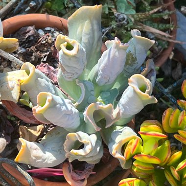 Echeveria Culibra