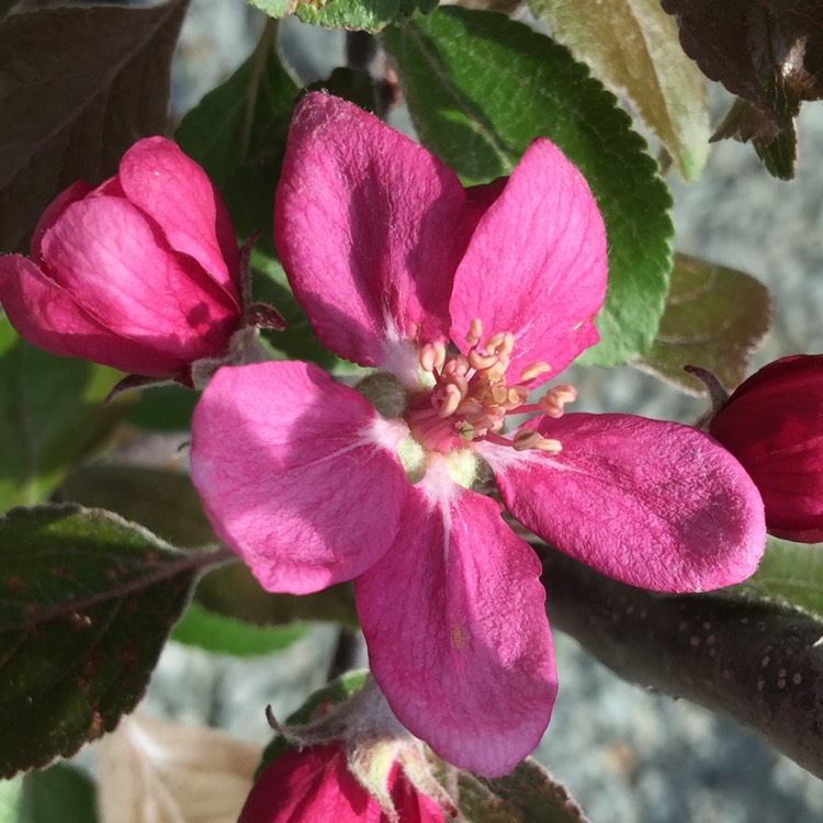 Plant image Malus domestica 'Lureprec' (Redlove Series) syn. Malus domestica 'Redlove Circe'