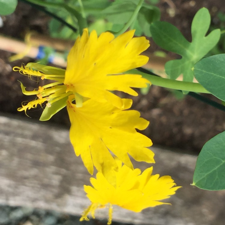 Plant image Tropaeolum peregrinum
