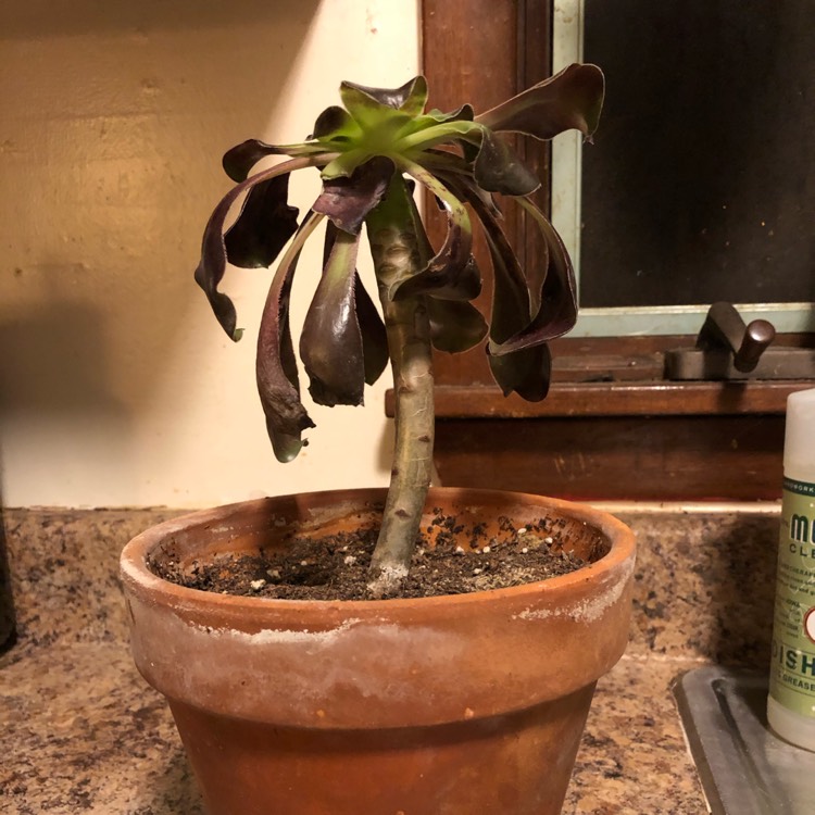 Plant image Aeonium Voodoo