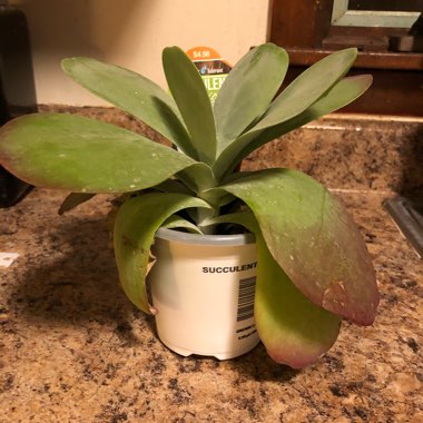Kalanchoe Thyrsiflora