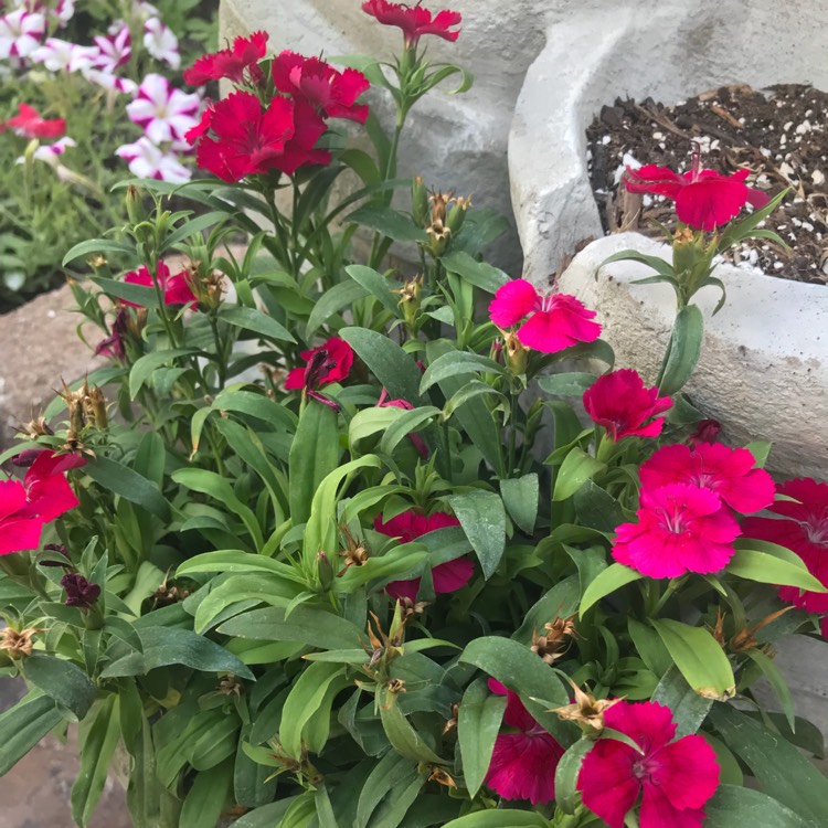 Plant image Dianthus 'Diamond Purple'