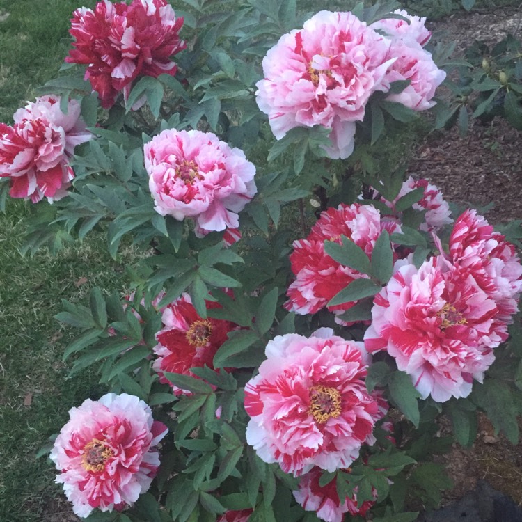 plant image 412118