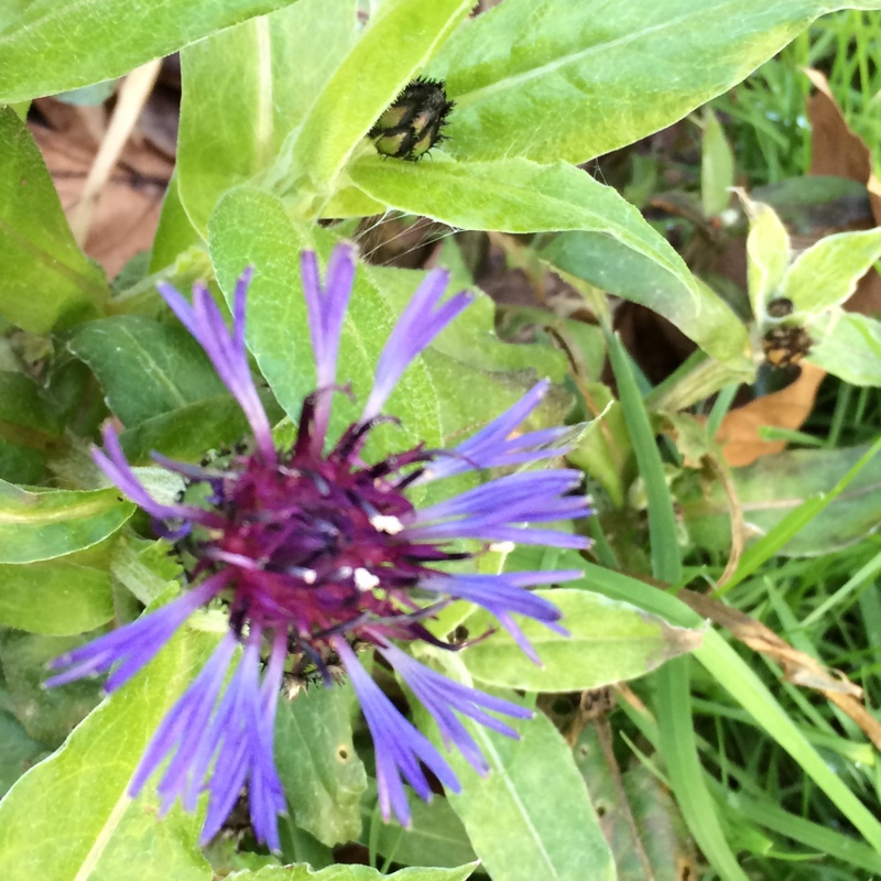 Plant image Centaurea montana 'Parham'