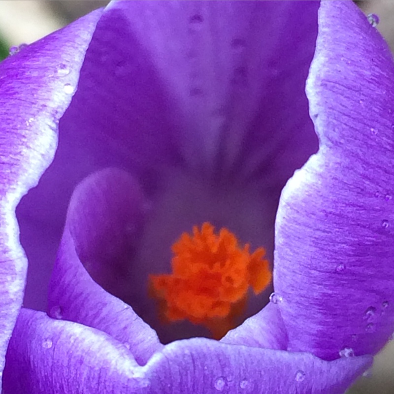 Crocus