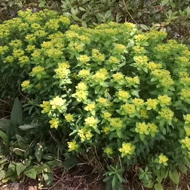 plant image 815803