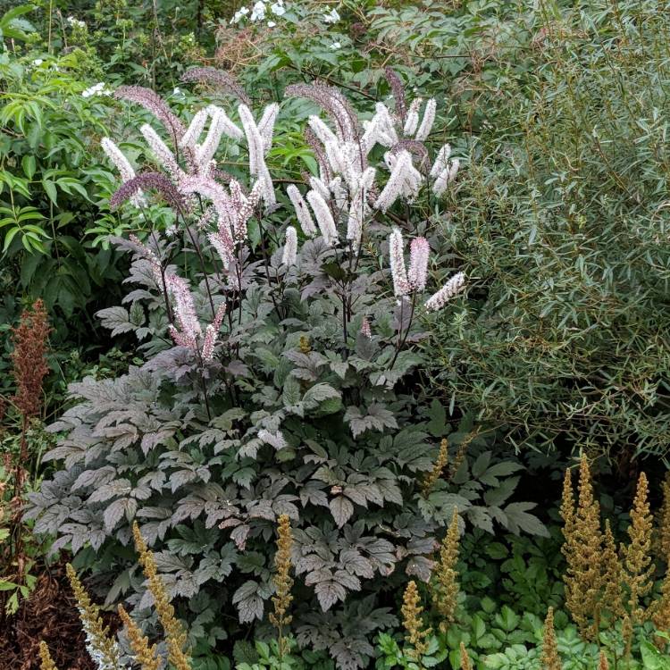 Actaea Racemosa Syn Cimicifuga Racemosa Black Snakeroot Uploaded By Sardog107