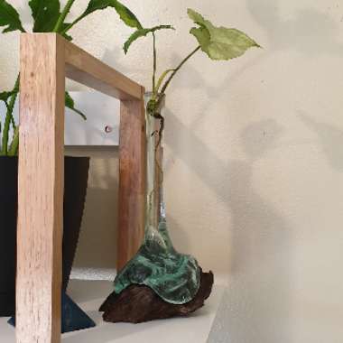 Syngonium podophyllum 'Berry Allusion'
