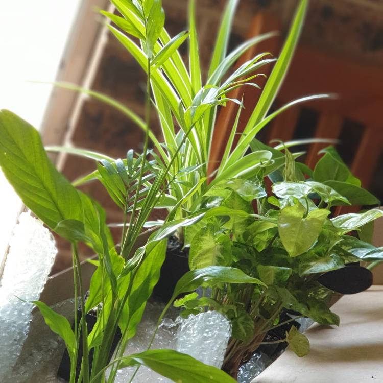 plant image 1164470