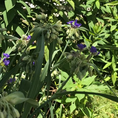 Sariah's garden