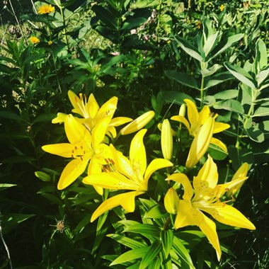 Sariah's garden