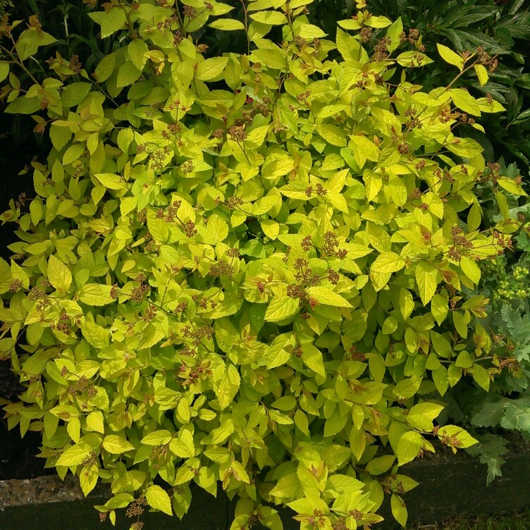 Spiraea 'Golden Princess'