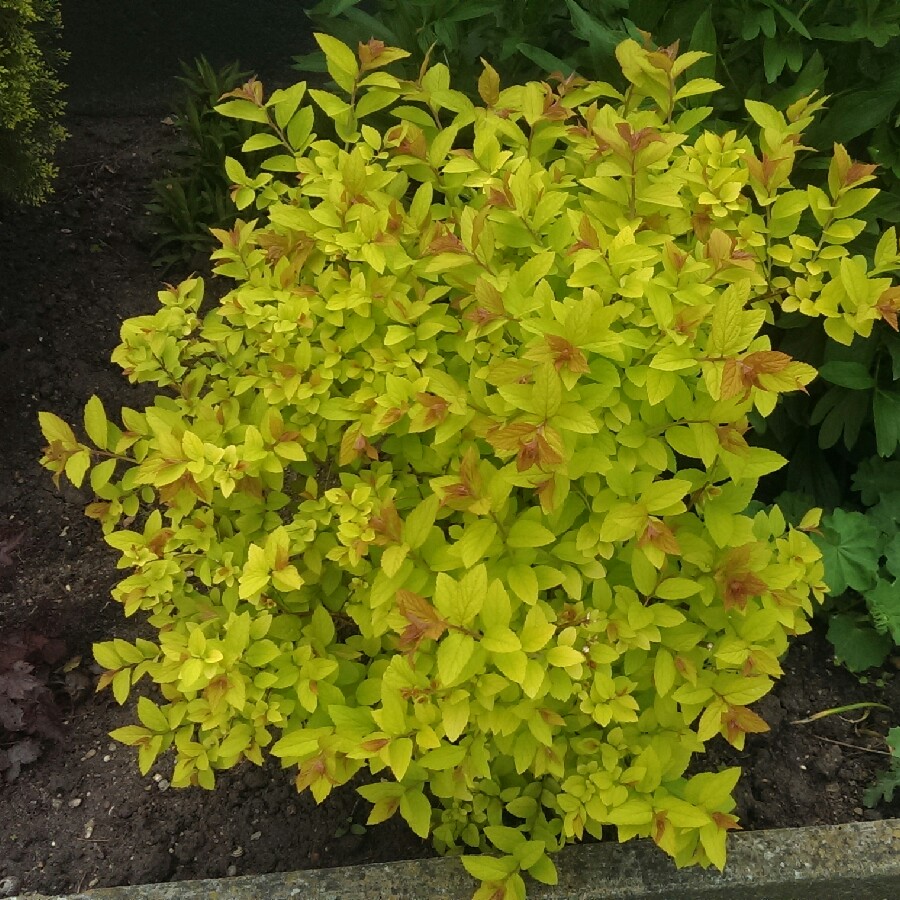 plant image 74538 plant image 74538
