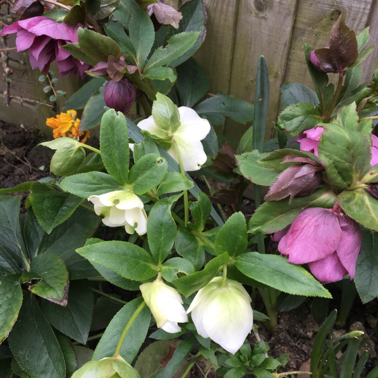 plant image 541509