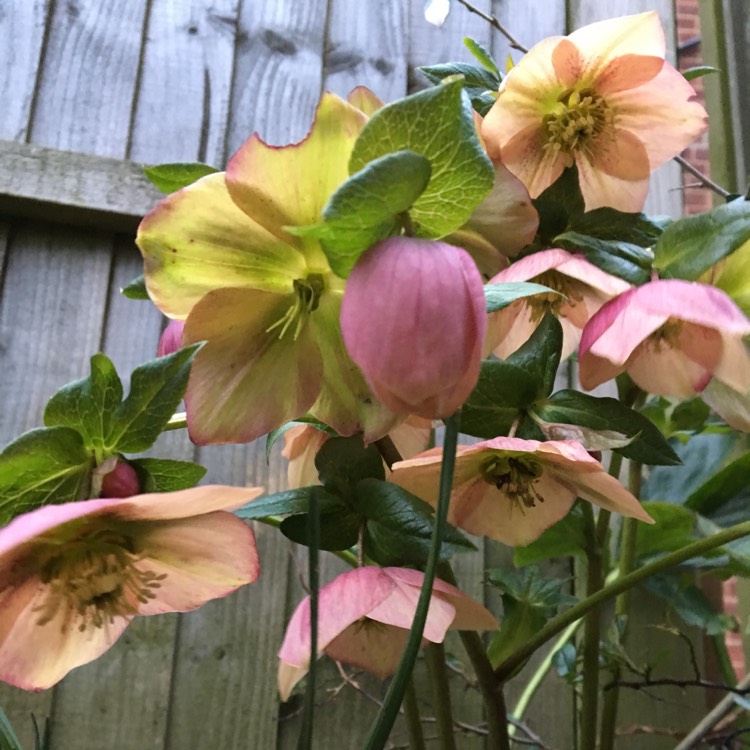 plant image 621006