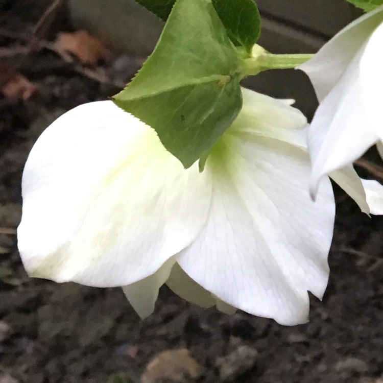 plant image 622443