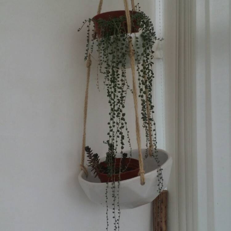 plant image 434945