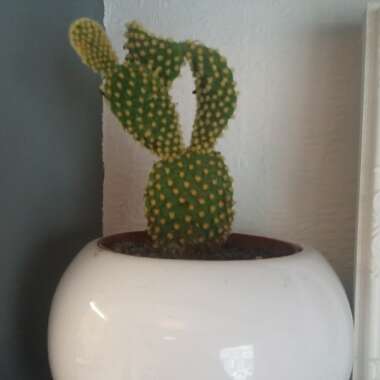 Opuntia microdasys