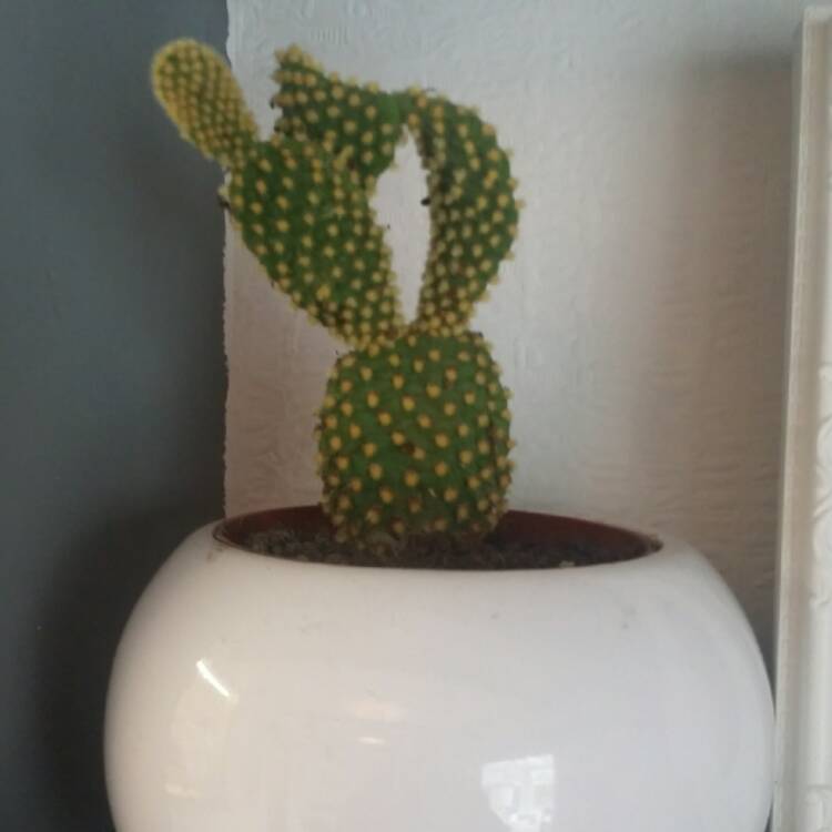 plant image 435012