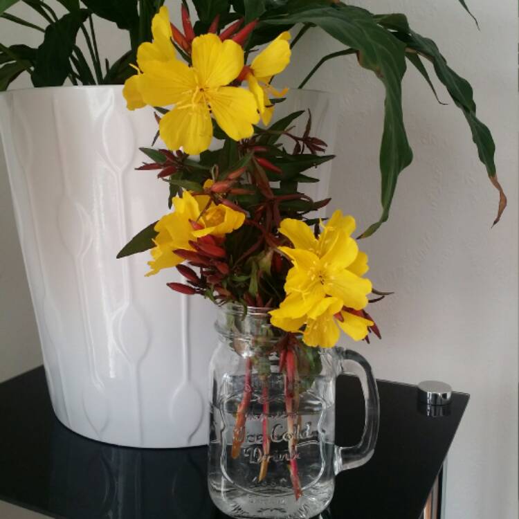 plant image 442338
