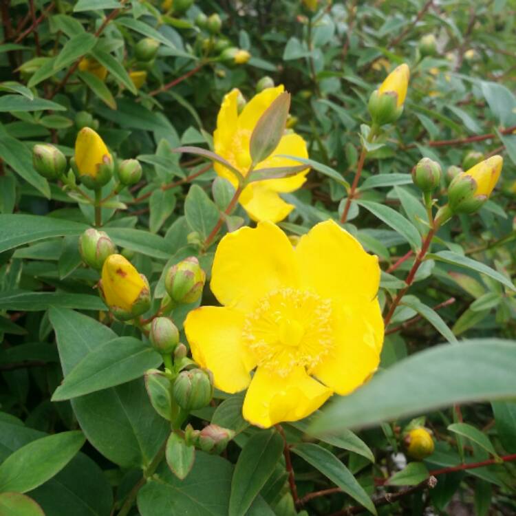 Plant image Hypericum 'Rowallane' hybrid