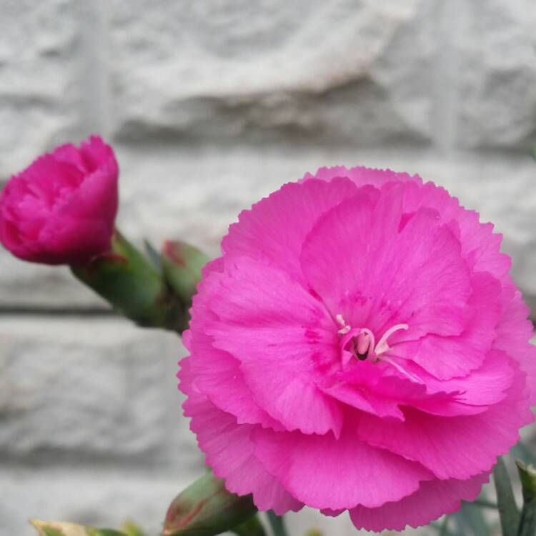 Plant image Dianthus plumarius 'Rose Monica Wyatt'