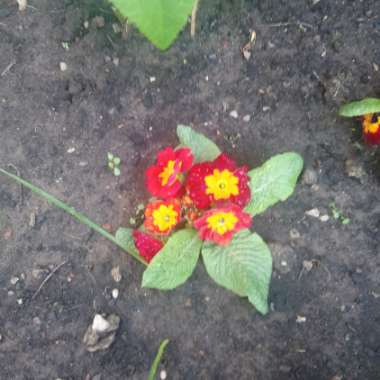 Polyanthus