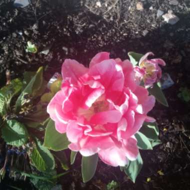 Tulip 'Angelique' (Double Late)
