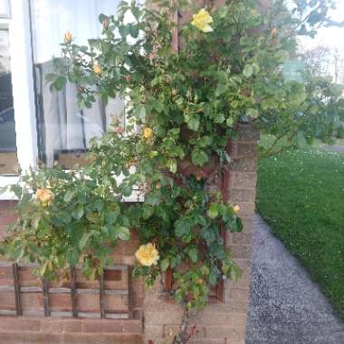 Jean's garden
