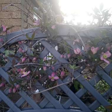 Jean's garden