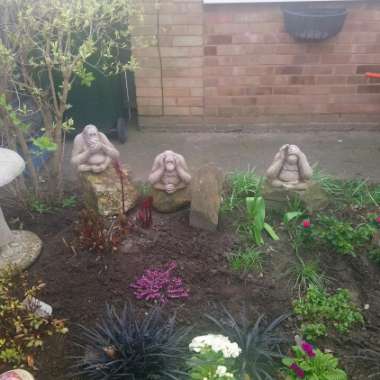 Jean's garden