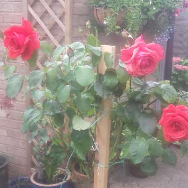 Jean's garden