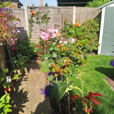Jean's garden