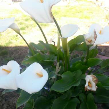 Zantedeschia rehmannii