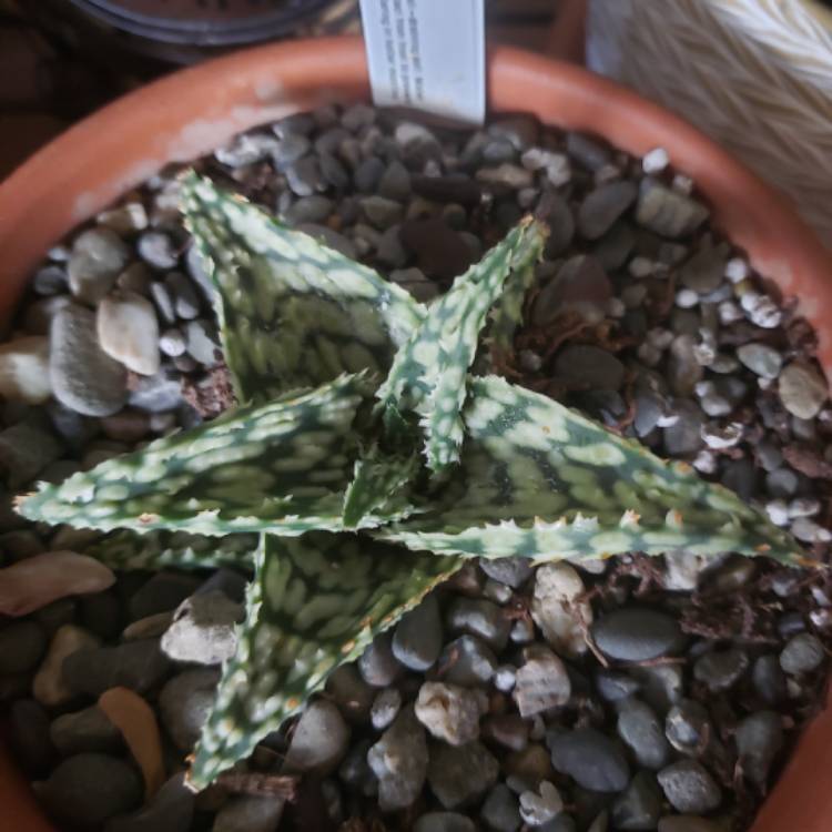 Plant image Aloe 'Snowstorm'