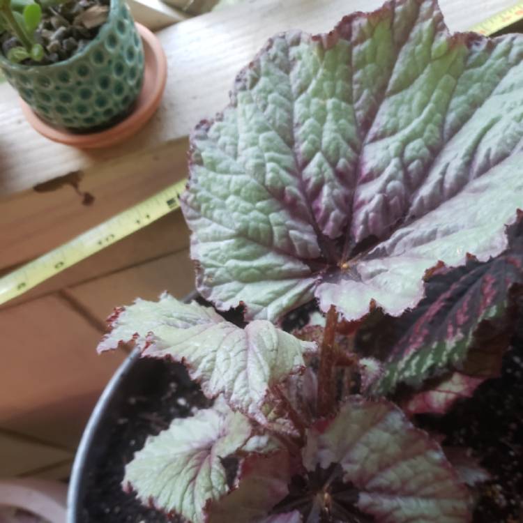plant image 1059937