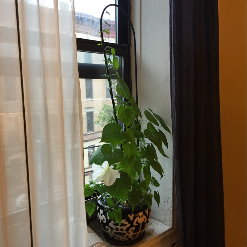 plant image 156739 plant image 156739