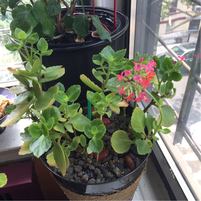 Plant image Kalanchoe blossfeldiana 'Double Flower Variety'