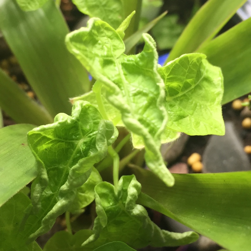 plant image 160231