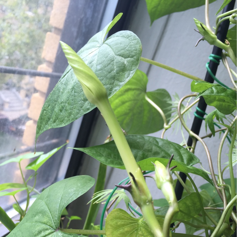 plant image 166434 plant image 166434