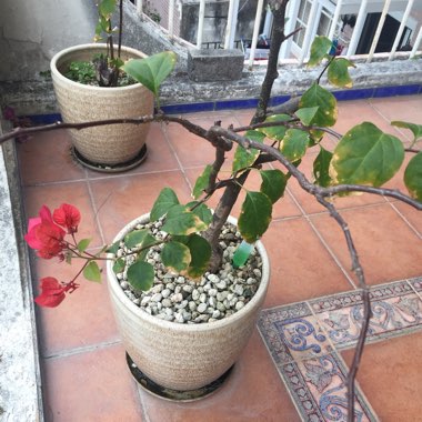 Bougainvillea