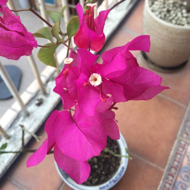 Bougainvillea