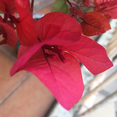 Bougainvillea